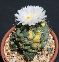 Thelocactus hexaedrophorus VARIEGATED exotic cactus cacti rare seed 25 SEEDS - £7.04 GBP