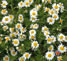 2000 Roman Chamomile Herb Seeds Flower Anthemis Nobilis Garden Fresh USA Shippin - $14.25