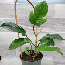 AWS Philodendron Squamiferum, Hairy Philodendron,Well Rooted  in 6&quot; Pot - £31.32 GBP