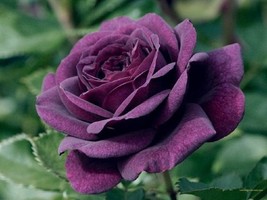 10 pcs Dark Purple Rose Seed Flower Bush Flowers Bloom Perennial Seed - £10.06 GBP