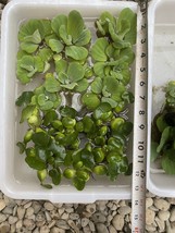 (16) MIX Water Lettuce &amp; Hyacinth Koi Pond Bio Filter small - Medium Plants 2-4” - £30.28 GBP