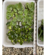 (16) MIX Water Lettuce &amp; Hyacinth Koi Pond Bio Filter small - Medium Pla... - $38.00