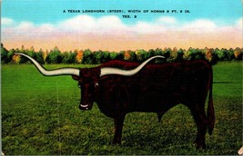 Texas Longhorn Steer Cow 9 foot 6 inch Horns UNP Linen Postcard A3 - £2.41 GBP