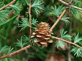 25 Japanese Larch Tree Conifer Pine Cones Bonsai Larix Kaempferi Seeds G... - £9.08 GBP