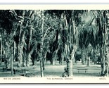 Botanico Giardini Rio De Janeiro Brasile Unp Wb Cartolina V20 - $6.11