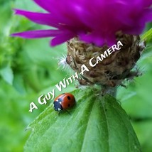 JPEG Photo Of Ladybug - $5.00