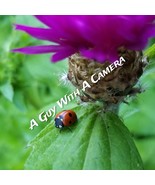 JPEG Photo Of Ladybug - $94.48 MXN