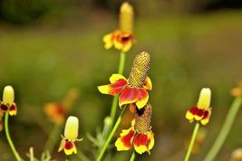 500 Mexican Hat Flower Seeds Perennial Native Wildflower Drought Heat Cold Easy - $11.98