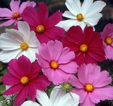 Cosmos Flower Seeds 100 Sensation Mix White Red Purple Annual - £7.85 GBP