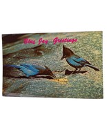 Postcard Lunch Time In Blue Jay Land Blue Jay Greetings Chrome Unposted - $6.66 CAD