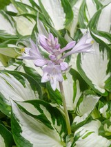 Hosta &#39;Amazone&#39;  - #1 Division Size Starter Plant - Ships Bare Root - £13.80 GBP