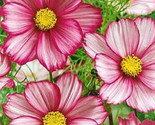 Beautiful Cosmos Seeds Candystripe 100 Seeds Fast Shipping - $7.99
