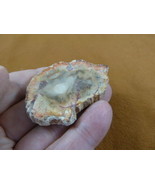 R805-26) genuine fossil Petrified Wood slice specimen Madagascar organic... - $14.95