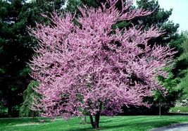 1-2 year old plant 1-2 feet Eastern Redbud tree (Cercis canadensis) Gardening - £48.58 GBP