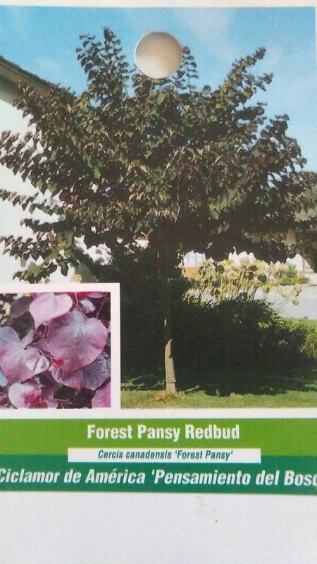 4'-6' Forest Pansy Redbud Flowering Tree Plant Trees Shipped To All 50 States US - $140.60
