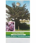 4&#39;-6&#39; Forest Pansy Redbud Flowering Tree Plant Trees Shipped To All 50 S... - $140.60