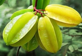 Sweet Kajang Star Fruit Averrhoa Carambola - 10 Seeds Fresh Gardening USA Shippi - $19.98