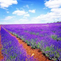 1200+ Lavender Vera Seeds Spring Mosquito Insect Repellent Perennial Non-Gmo  - £7.02 GBP