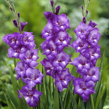 100 Purple Gladiolus Flower Seeds Beautiful Garden Plants - $30.00