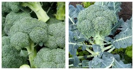 Broccoli 600 Seeds Green Sprouting Calabrese Broccoli Home Vegetable Fresh - £13.62 GBP
