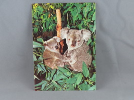 Vintage Postcard - Koalas at the San Diego Zoo - San Diego Zoo Productions - £11.79 GBP