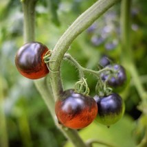 Heaven Oregon Tomato Seeds US Fast Shipping - $55.27 MXN