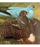Marsh Hawk Hen Harrier Art Print Color Plate Birds Of Prey Vintage 1979 ... - $48.54 CAD