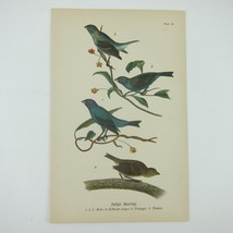 Bird Lithograph Print Indigo Bunting after John James Audubon Antique 1890 - £15.79 GBP