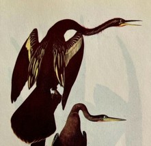 Water Turkey Snake Bird Lithograph 1950 Audubon Antique Art Print DWP6D - $562.94 MXN