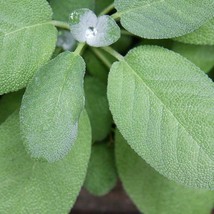 Seeds USA Seller 150 Broadleaf Sage Seeds - £5.13 GBP