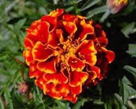 SGH French Merigold 500 Seeds  Beautiful Flower In Assorted Colors - $13.49