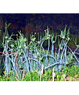 Onions Egyptian Walking 6 Plants Multiplier Tree Onion Organic Landrace ... - $47.50 CAD