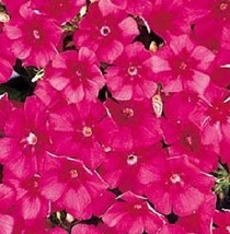 Exotic 50 Phlox Seeds Ethnie Dark Rose Flower Seeds - $12.35