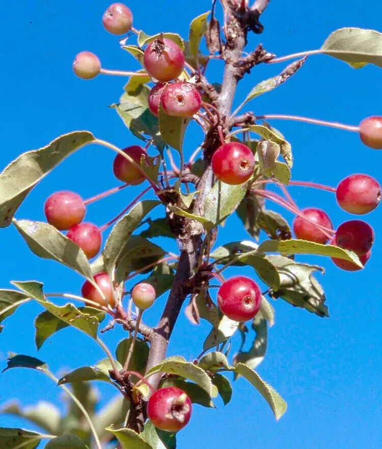 RD 25+ Adirondack Crabapple Seeds for Garden Planting  - $5.15