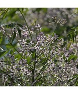 Chinaberry Tree Seed Set, Melia Azedarach, 5 Count - Organic Gardening &amp;... - £3.12 GBP