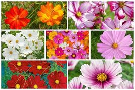 300 Seeds &quot;Complete Mix&quot; Cosmos Flower Seeds - £11.79 GBP