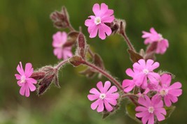 Tisseeds 100 English Maiden Silene Dioica Seeds Organically Grown Fast Ship Us - £7.11 GBP