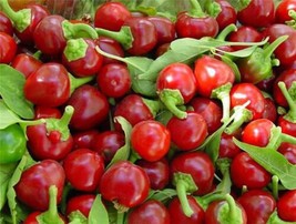 60+ Red Cherry Hot Pepper Seeds - Pimenta Non-Gmo Heirloom- Organic Fresh Garden - £7.96 GBP