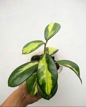 Hoya Diversifolia Maharani - £274.78 GBP