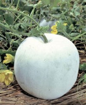 Fresh 60 Round Wax Gourd Seeds; Winter Melon; Indian Ash Gourd; Dong Gua; 圓型冬瓜 S - $19.90