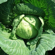 Golden Acre Cabbage Seeds Brassica Olearacea Var. Capitata B161 Gardening USA SH - £4.01 GBP