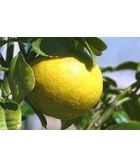 Citrus Macroptera Shatkora Or Melanesian Papeda Tree Seeds Easy To Grow Garden U - $13.97