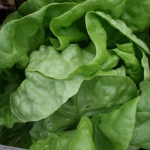 3000 Buttercrunch Leaf Lettuce Lactuca Sativa Vegetable Seeds US Seller Fast Shi - £5.74 GBP