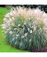 Chinese Silver Grass Seeds Miscanthus Sinensis Early 30 Seeds Fresh Seeds - $13.98