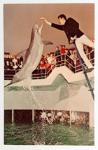 Aquarium of Niagara Falls Dolphins Performers NY UNP Dexter UNP Postcard c1968 - £10.22 GBP