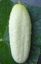 White Wonder Cucumber Seeds 50 Vegetables Cooking Culinary Pickle Fast Shipping - £7.18 GBP