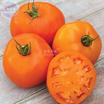 100 Seeds Tomato Giant Vegetable Fruits Type 15 Gardening USA Seller - £5.81 GBP