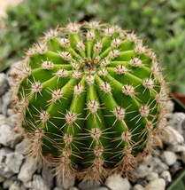 Cacti Echinopsis oxygona Easter Lily Cactus cactus Succulent real live plant - £34.39 GBP