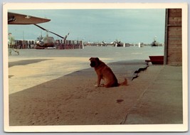 VIETNAM 1968 PHOTO Airfield Huckle Beery Hound camp dog - $6.50