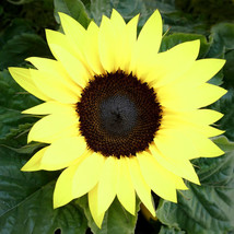 Lima Ja Lemon Queen Tall Sunflower 80 Seeds - ***Yellow*** Non-GMO Heirloom Flowe - £2.39 GBP